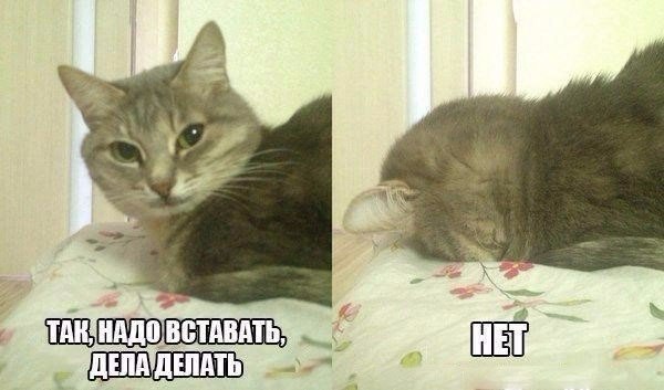Божьи твари
