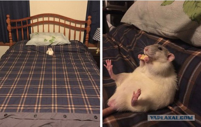 Жарко сцуко