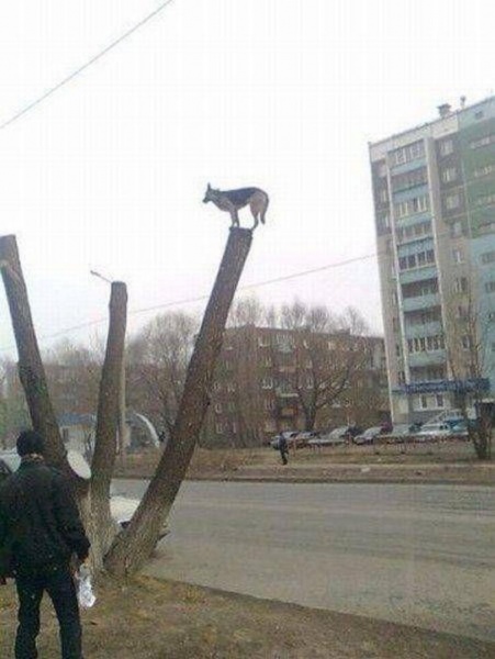 Подборка фот из этих Ваших интернетов