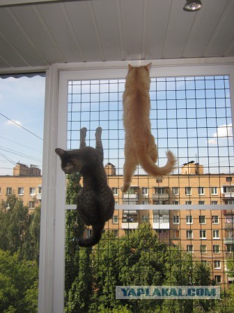 Снегири прилетели!