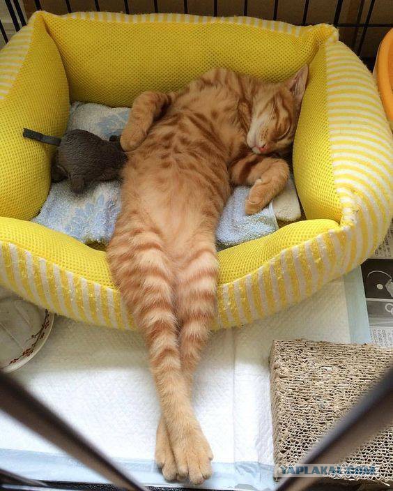 Котовторник 07.03.2017