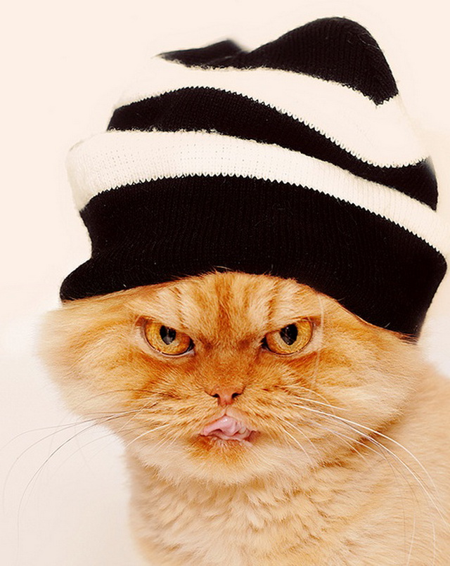 Котята В Шапочках Картинки