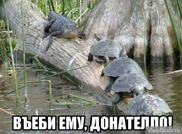 Жителю Владивостока грозит 20 лет тюрьмы за убийство черепахи на Филиппинах.