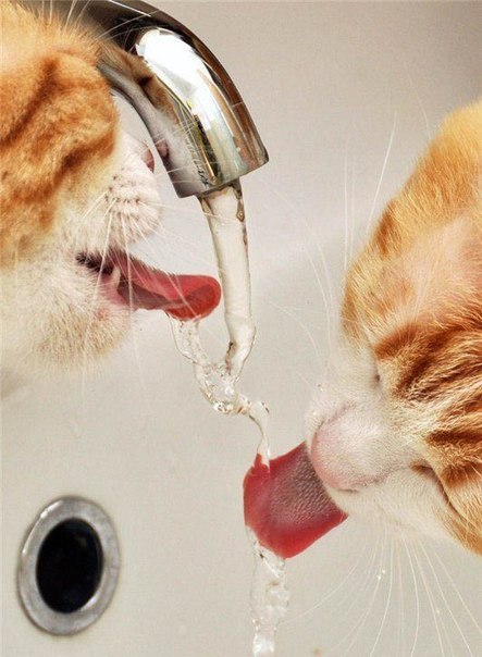 Коты и Кошки