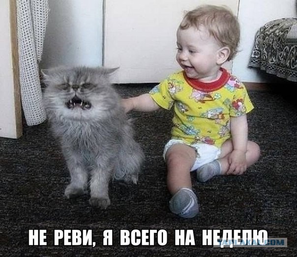 Прикольные картинки 12.06.2017