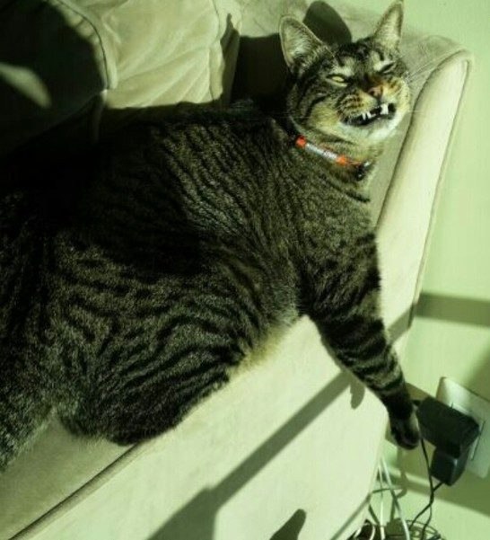 Коты и Кошки