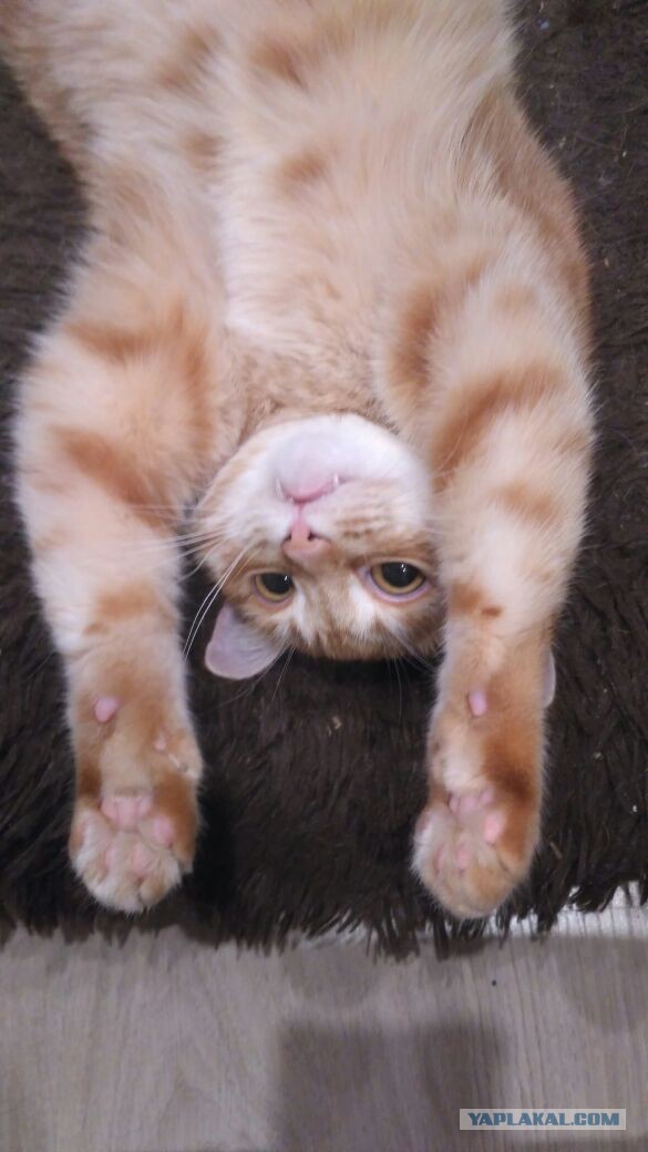 Котовторник 28.11.2017