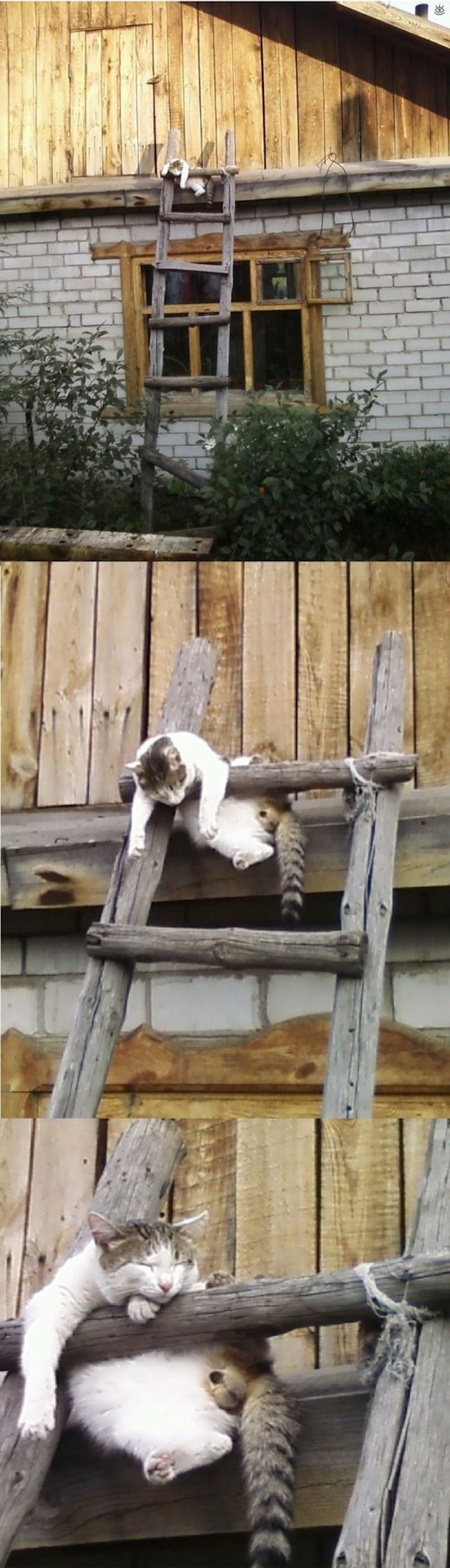 Просто картинки