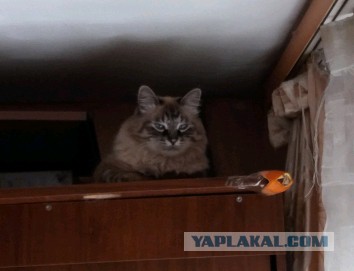 Котовторник 22.05.2018