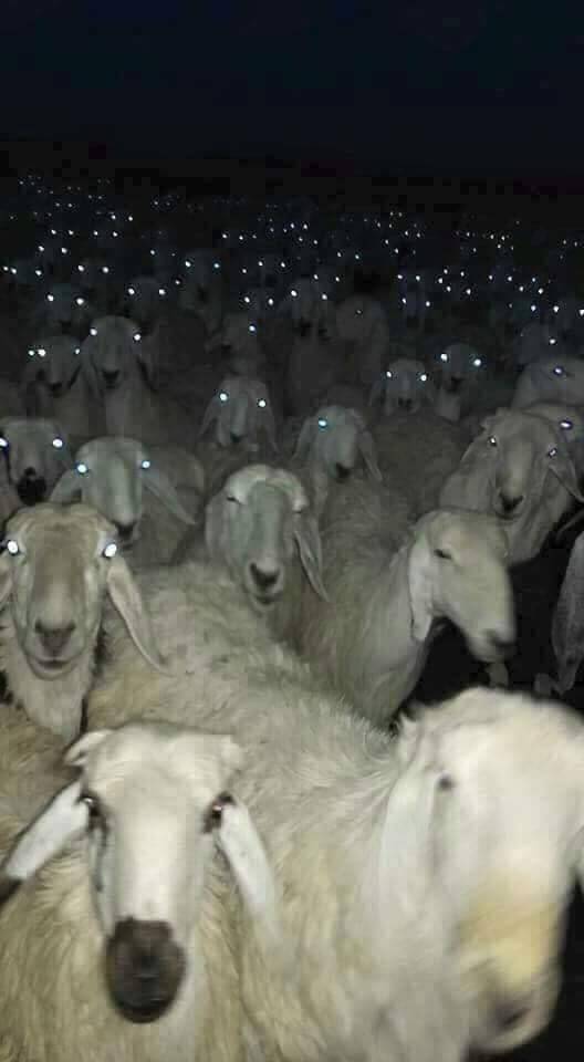 Живность из сети