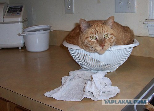 Рыжий котовторник на ЯПлакал!, Смотрим  и добавляем!