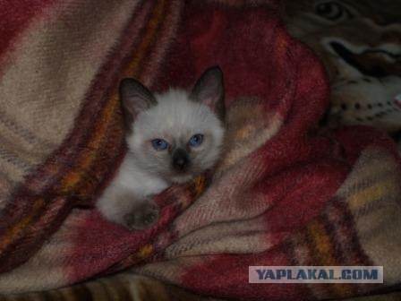 Котовторник на ЯПлакалъ