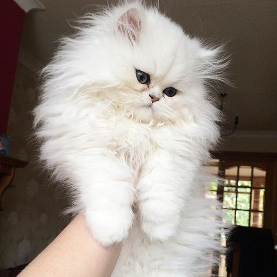 Прикольных котов пост