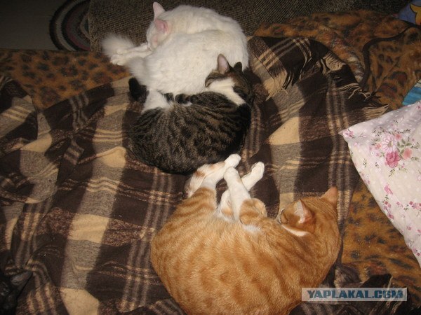 Котовторник. А как же?!