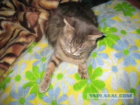 Сонный Котовторник