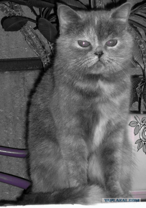 Котовторник 1.11.11