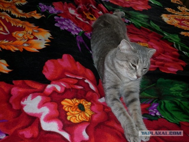 Котовторник (14.02.2012)