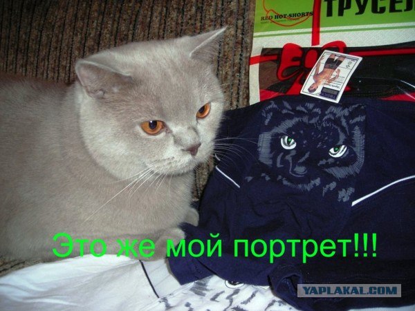 Котовторник  от 3.04.2012