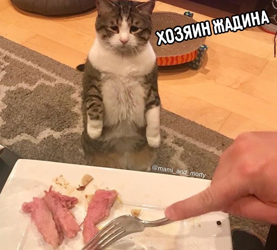 Прикольных котов пост