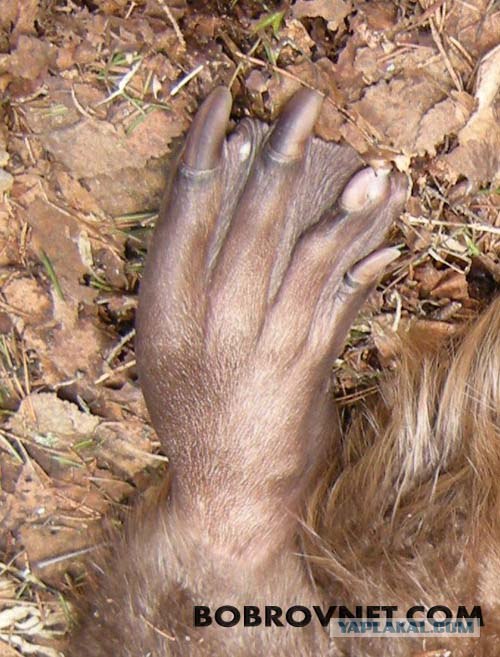 Неведомая хня