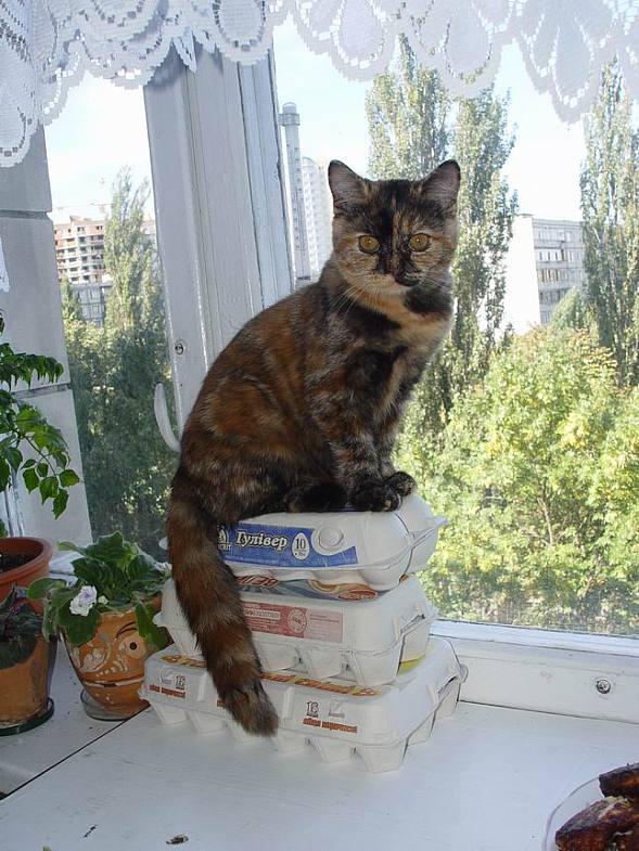 Котовторник   5.06.2012