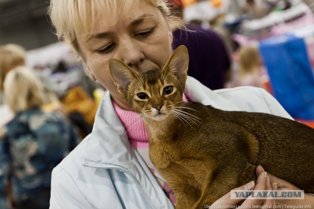ЭКСПОКОТ 2012