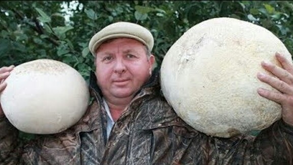 Трюфель