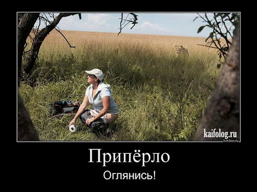 В Австралии массово скупают туалетную бумагу. Местная газета издала выпуск с дополнительными (мягкими) страницами