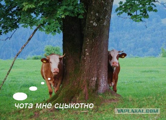 Как ты думаешь, измена скора отпустит?