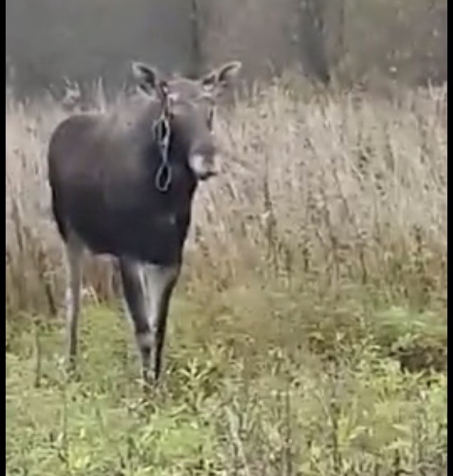 Сейчас я его напугаю