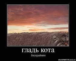 Расчехляем гладильники! - норвежский лесной уже тут