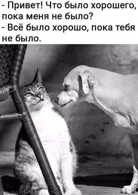 Котовторник. Картинки и буквы 08.02.22