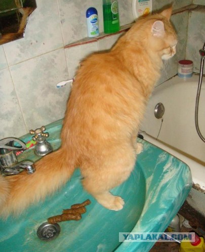 Как срут коты