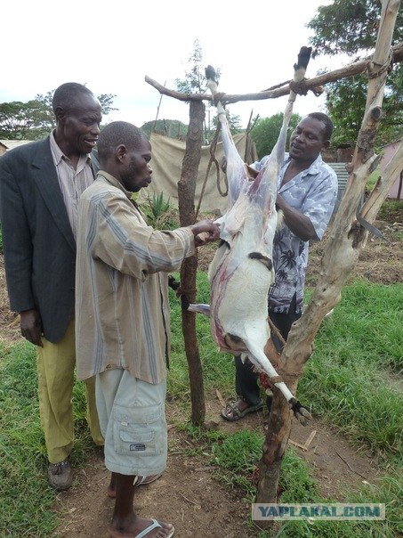 AFRICA - (Эфиопия,Кения,Танзация) 4-16 ноября 2011