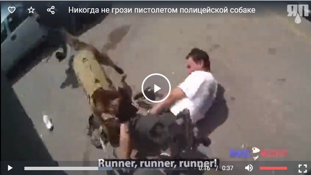 Никогда не грози пистолетом полицейской собаке