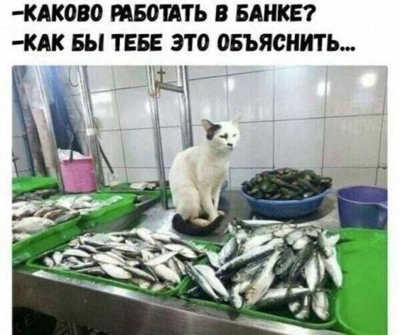Котовторник в картинках