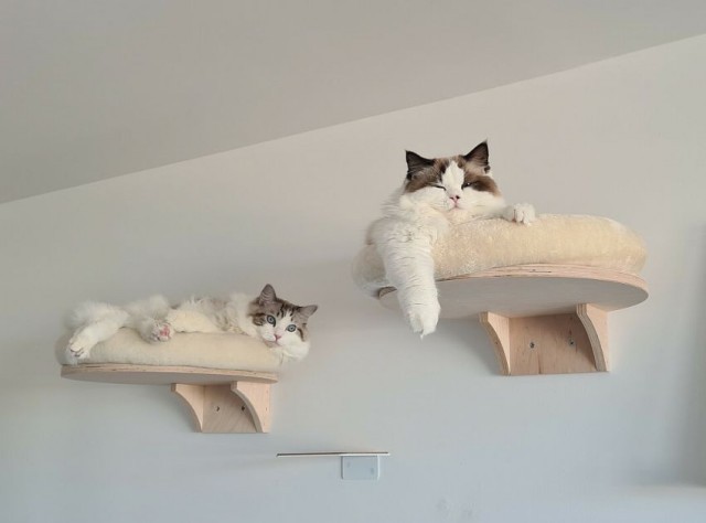 К котовторнику: подборка картинок-баянов с котиками и про котиков. Выпуск 40.