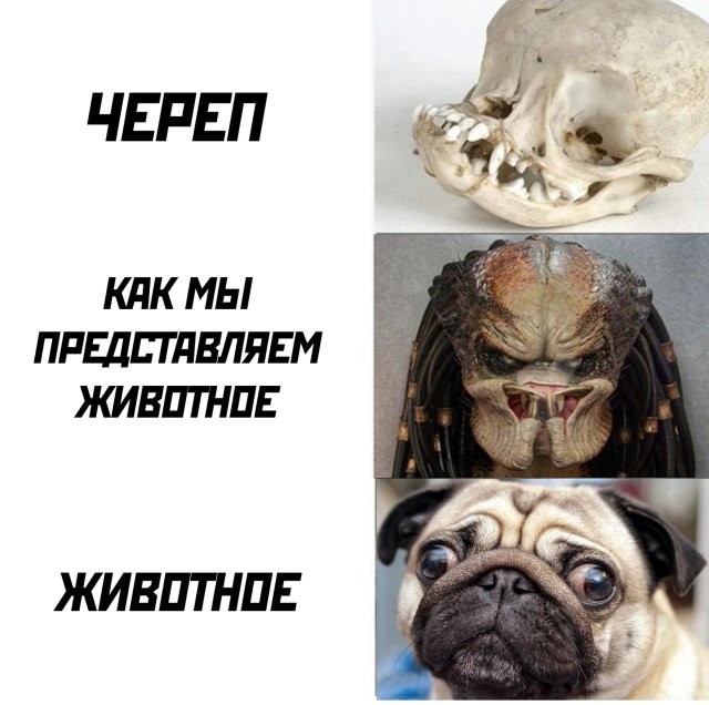 Мощи Дмитрия Донского позволят узнать, как выглядел князь при жизни