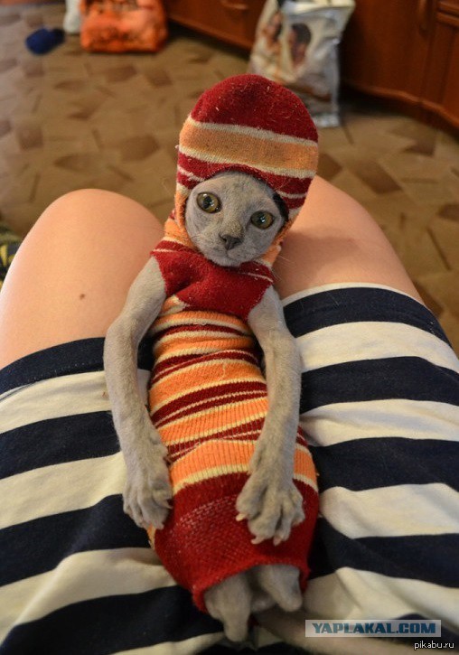 Коты ученых