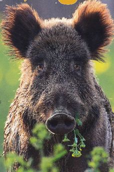 Драка в свинарнике