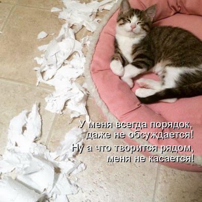 40 провинившихся котов