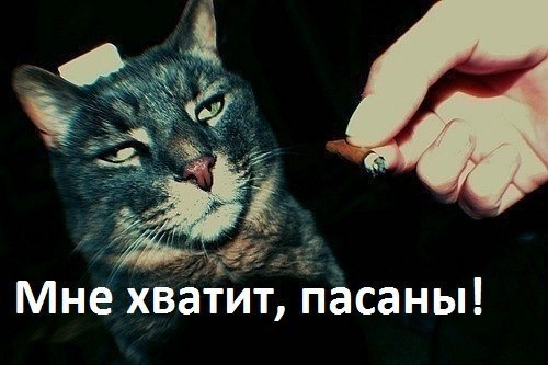 Известные котомемы.