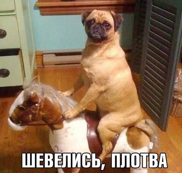 Шевелись, плотва!