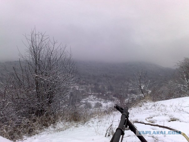 Круговорот оружия в природе
