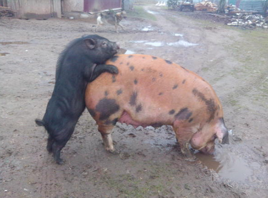 Выращивание свиней - от поросят до ветчины