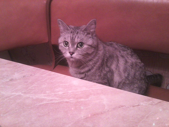 Котовторник  01.03.2016