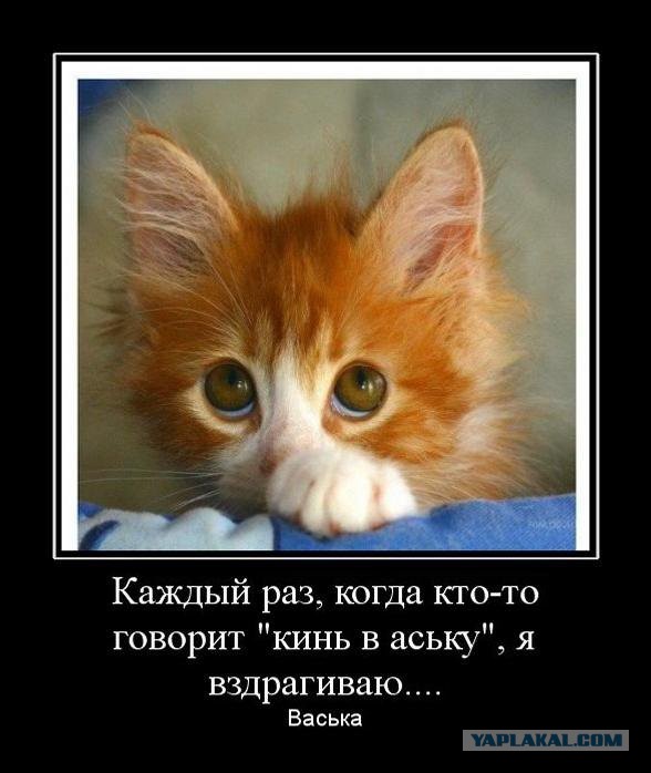 Демотиваторов немножко.