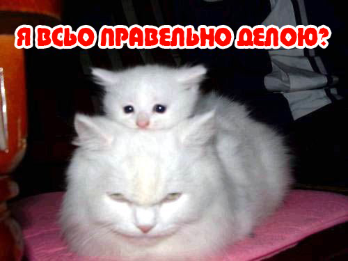 Вторничный котомёт!