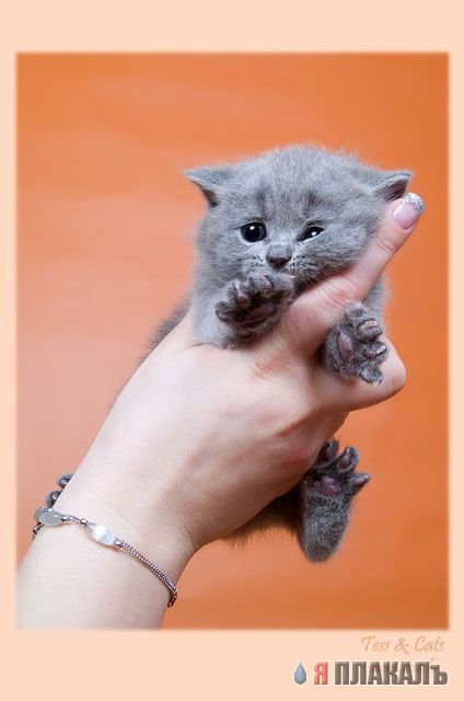 Вторничный котомёт!