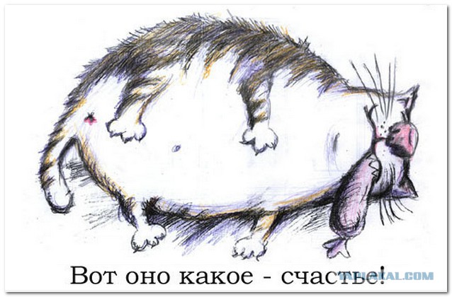 Пьяный барнаулец ограбил квартиру и накормил кота